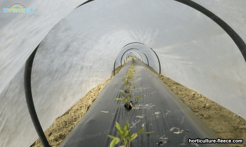 small micro tunnel with horticultural fleece