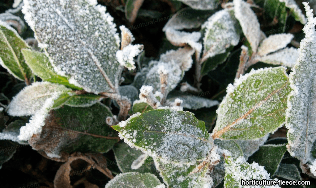 plant frozen by a hard frost