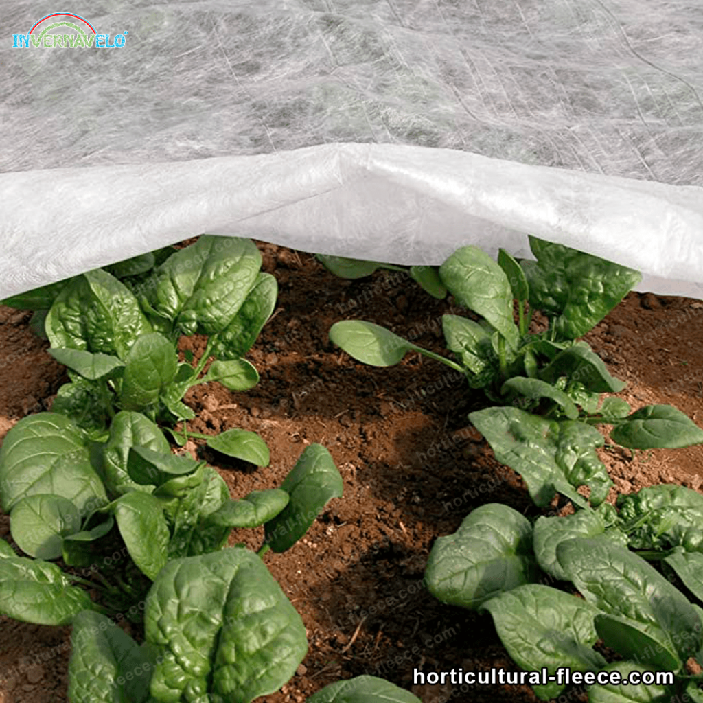 The horticultural fleece protecting plants