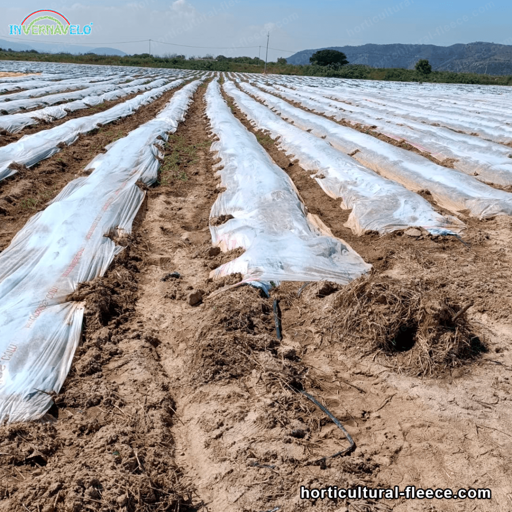 protect your crops with frost blanket