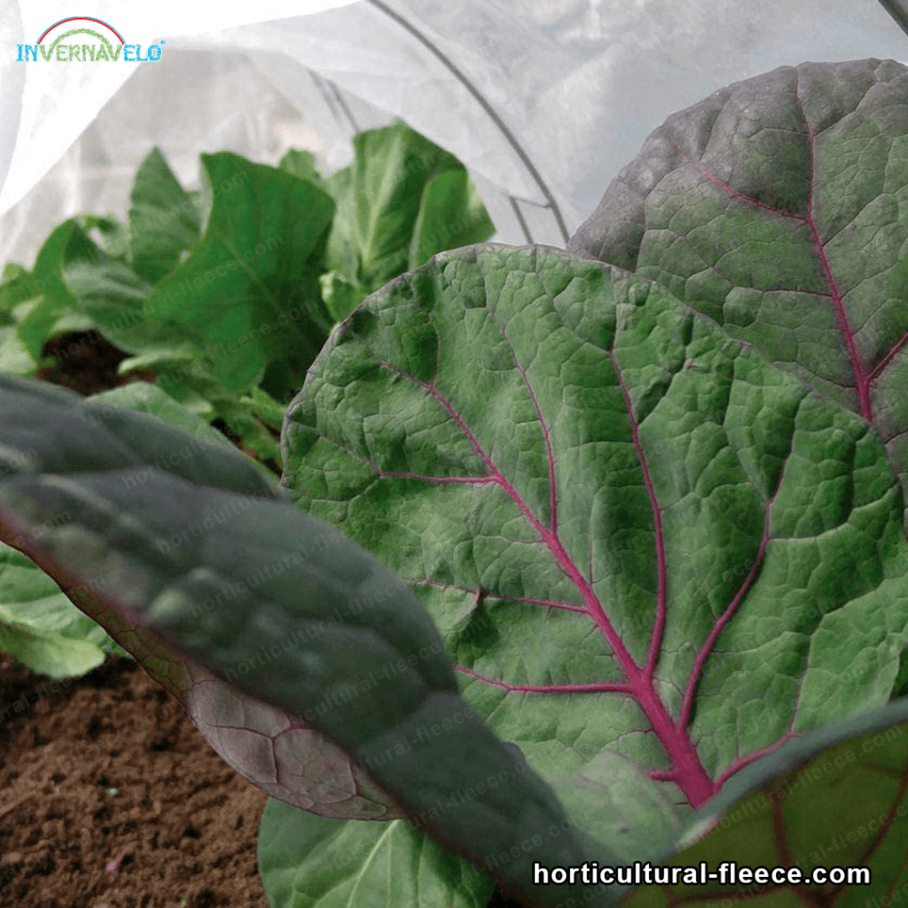 protect your vegetables from the cold weather with the frost protection blanket